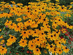 Rudbeckia fulgida var speciosa